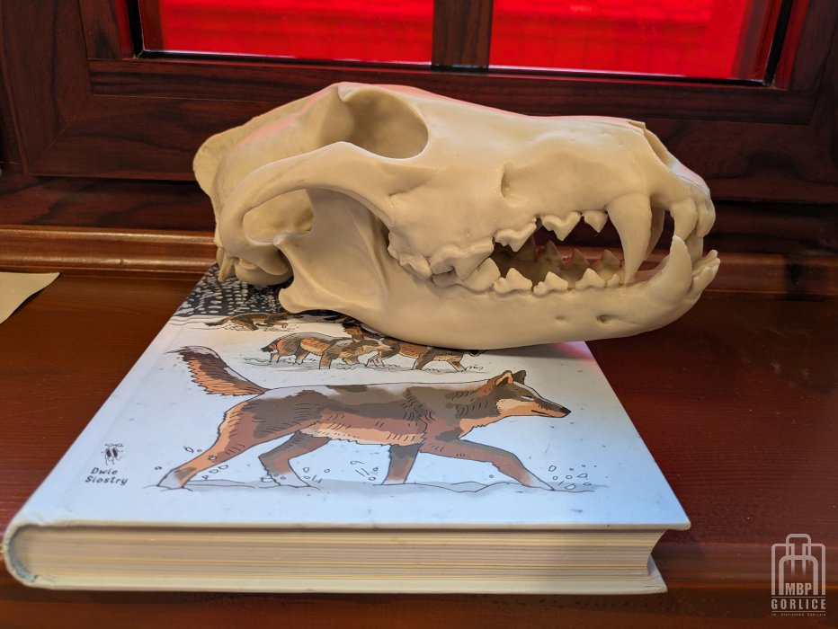 Biblioteka Gorlice, Mała książka Wielki człowiek Czaszka wilka wykonana w drukarce 3D